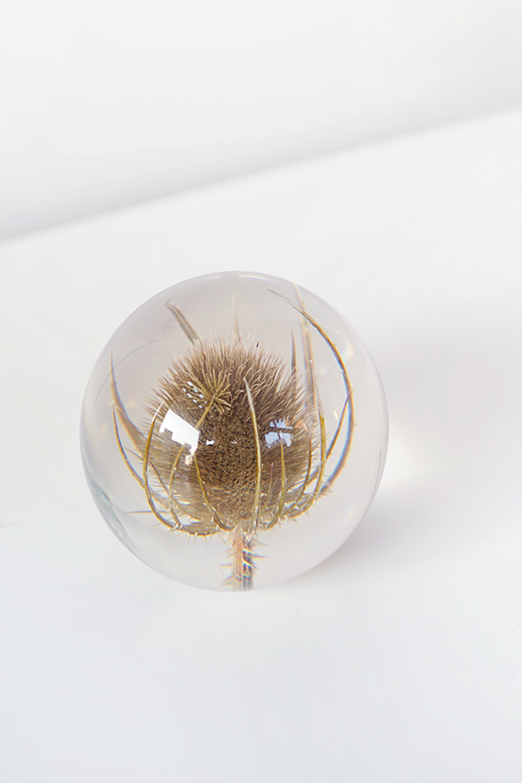 paper weight - teasel - small